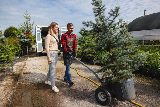 Best Tree Removal Near Me  in South Lake Tahoe, CA